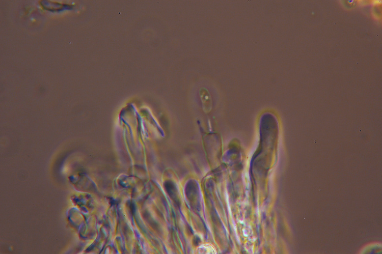 Peniophora cinerea (Persoon) Cooke